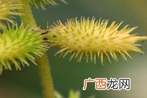 苍耳子能治耳鸣吗苍耳子治耳鸣配方