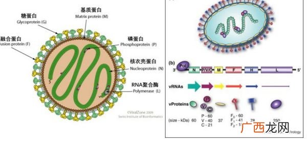 尼帕病毒是什么病尼帕病毒怎么回事