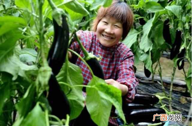 冬季种什么赚钱(种植户冬天可以种植什么产品
