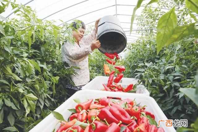 冬季种什么赚钱(种植户冬天可以种植什么产品