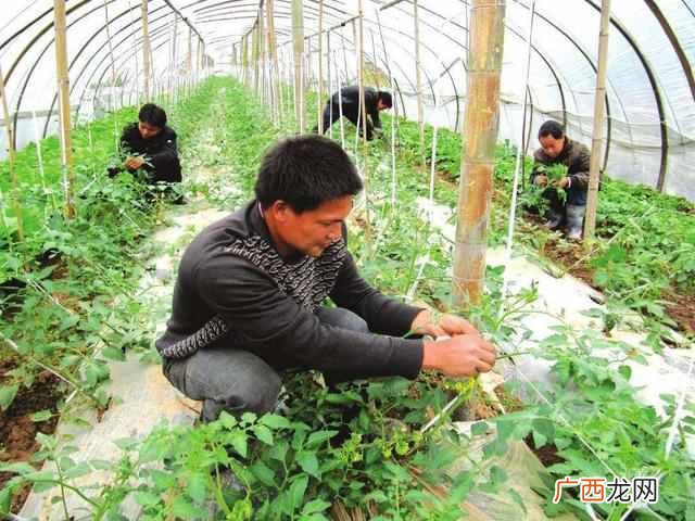 冬季种什么赚钱(种植户冬天可以种植什么产品