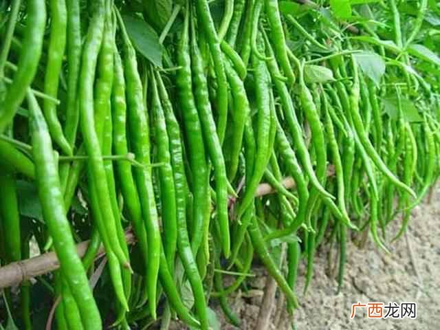 冬季种什么赚钱(种植户冬天可以种植什么产品