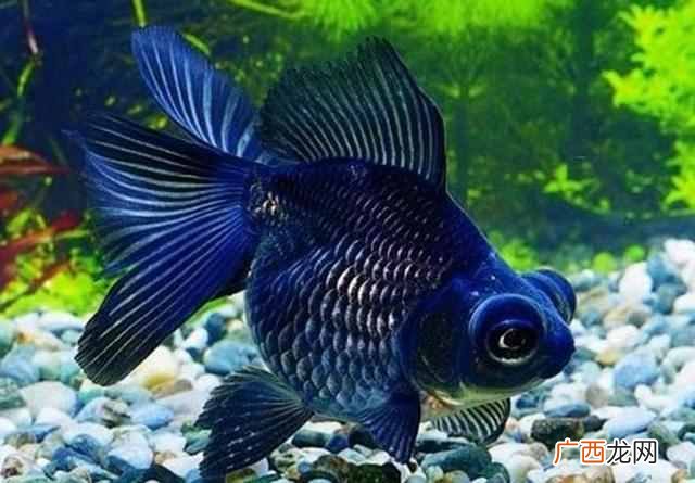家里养什么鱼比较好 风水鱼是什么鱼