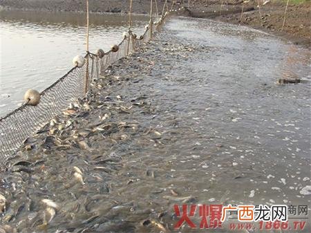 工厂化循环水养殖技术 鲫鱼高密度工厂化养殖