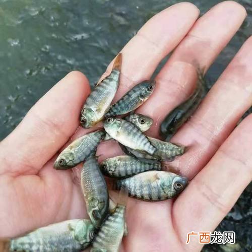 工厂化循环水养殖技术 鲫鱼高密度工厂化养殖