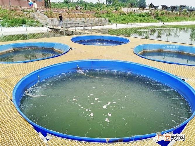 工厂化循环水养殖技术 鲫鱼高密度工厂化养殖