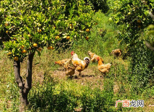 蚯蚓的养殖技术和方法 果树林下养殖蚯蚓