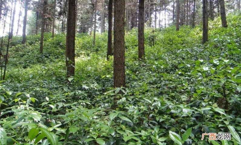 蚯蚓的养殖技术和方法 果树林下养殖蚯蚓