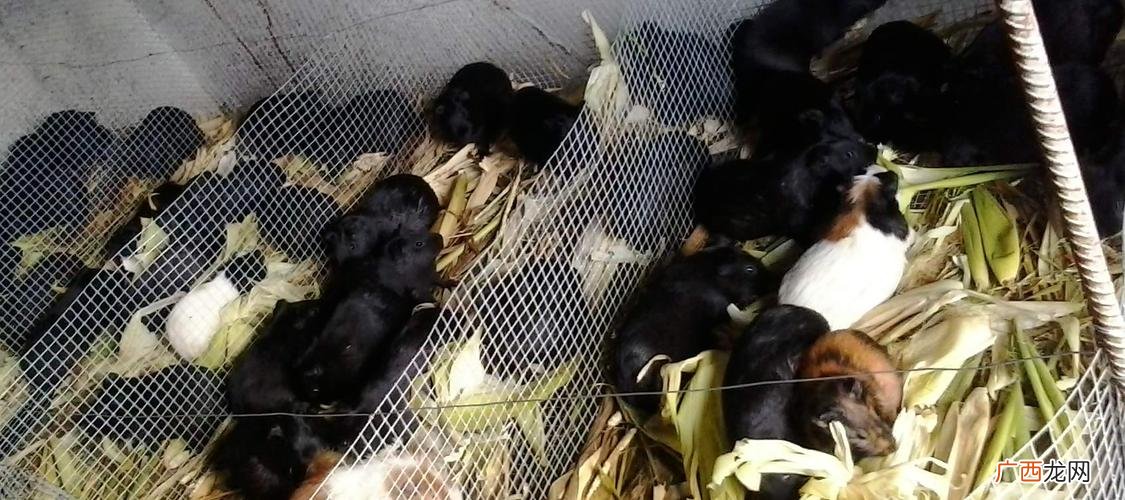 黑豚养殖视频 河北哪里有黑豚养殖