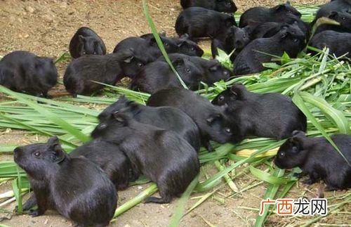 黑豚养殖视频 河北哪里有黑豚养殖