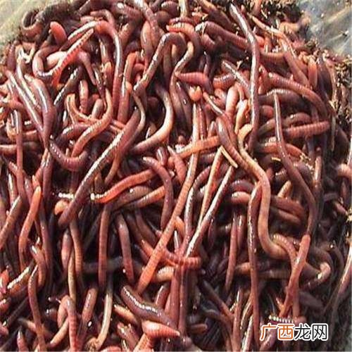蚯蚓养殖的市场前景 河南省蚯蚓养殖基地