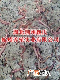 附近蚯蚓养殖基地 湖南哪里有养殖蚯蚓的