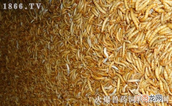 黄粉虫怎么养 黄粉虫养殖成本是多少