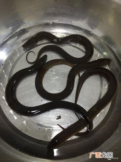 网箱养殖黄鳝技术 黄鳝养殖贴吧