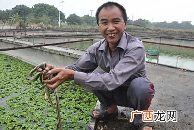 网箱养殖黄鳝技术 黄鳝养殖贴吧