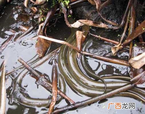 黄鳝网箱 黄鳝养殖周期多长