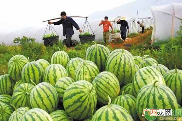 现在种西瓜前景怎么样 农村种什么水果赚钱