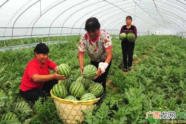 现在种西瓜前景怎么样 农村种什么水果赚钱
