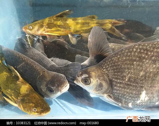 养殖水产品有哪些 水产品特种养殖