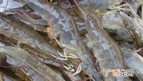 养殖水产品有哪些 水产品特种养殖