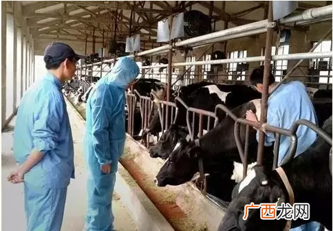 奶牛养殖企业 奶牛养殖与疾病防治