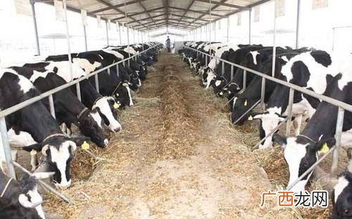 奶牛养殖企业 奶牛养殖与疾病防治