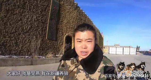 人工养狼有什么经济价值 狼养殖后有何经济效益