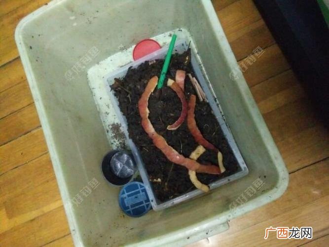 养殖蚯蚓的方法 家庭蚯蚓养殖视频