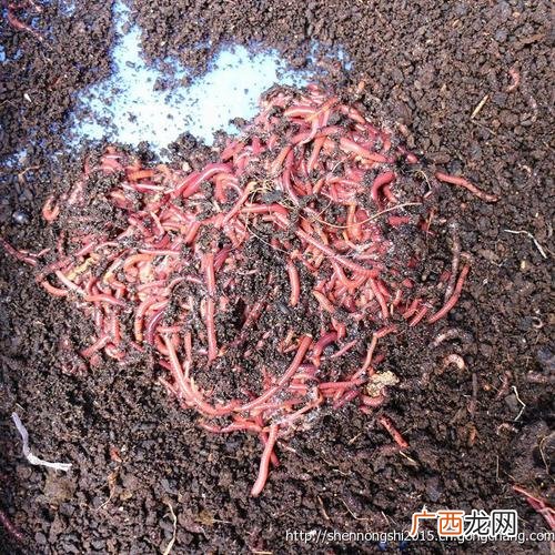 蚯蚓的养殖方法和技术 家中蚯蚓养殖场地图片