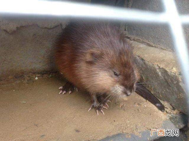 农经麝香鼠养殖场的 麝香鼠养殖场