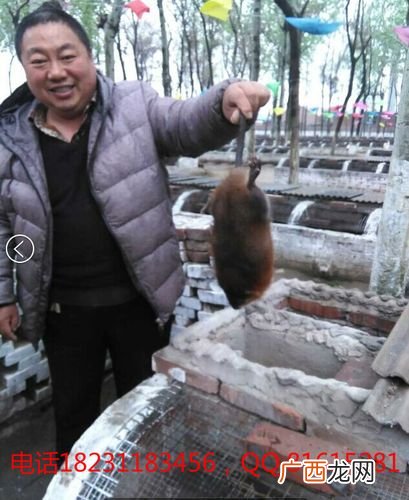 农经麝香鼠养殖场的 麝香鼠养殖场