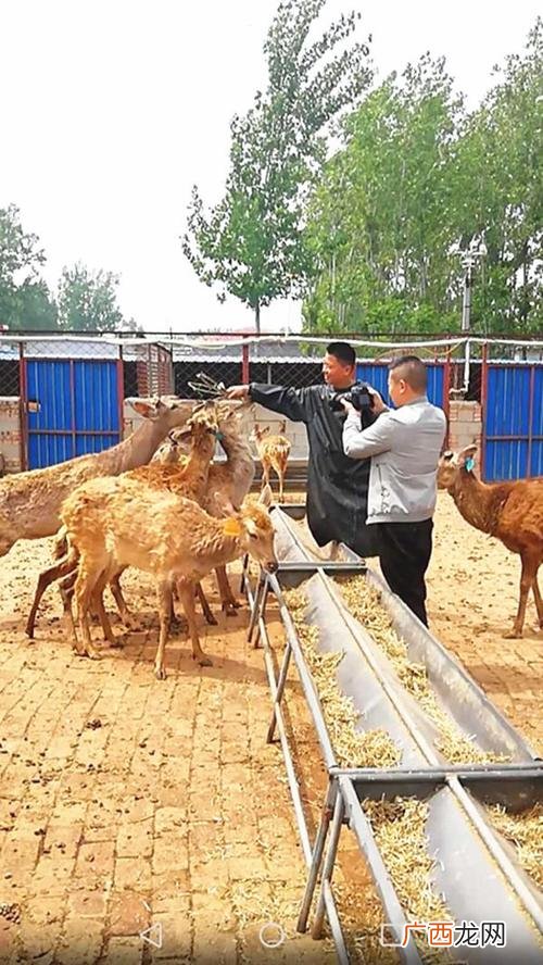 豪猪养殖 江西省特种养殖