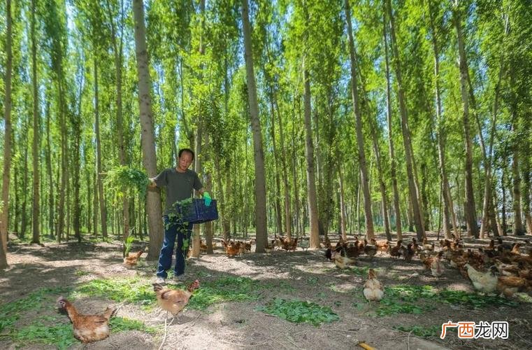 豪猪养殖 江西省特种养殖