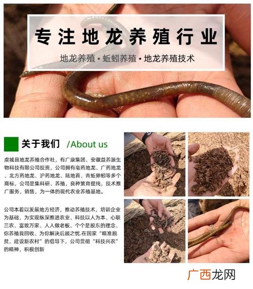 养殖蚯蚓一亩地投资多少 秸秆蚯蚓养殖技术