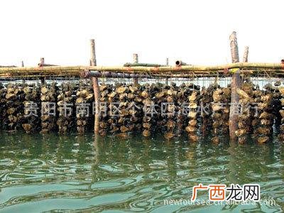 生蚝收购商 生蚝养殖出售