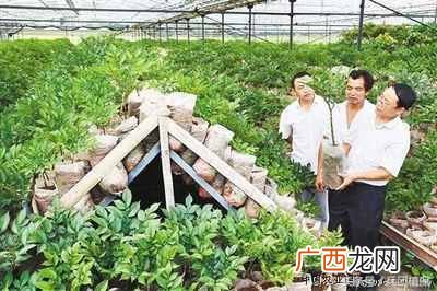 农村有什么生意能挣钱吗（现在农村做什么项目