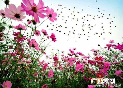 农村有什么生意能挣钱吗（现在农村做什么项目