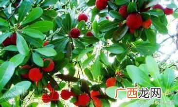 农村有什么生意能挣钱吗（现在农村做什么项目
