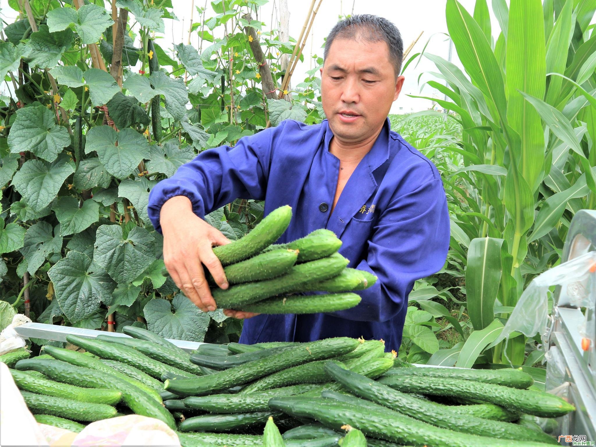 山药如何施肥？如何防治？