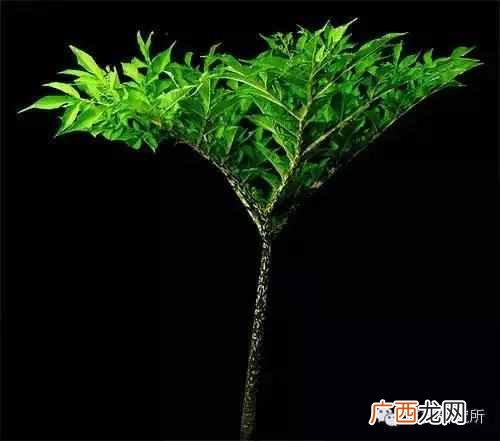 一点点中的仙草是什么(奶茶中常见的配料是什