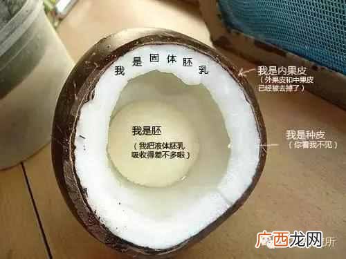 一点点中的仙草是什么(奶茶中常见的配料是什