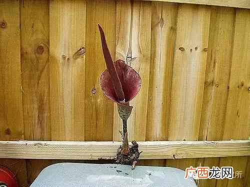 一点点中的仙草是什么(奶茶中常见的配料是什