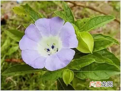 一点点中的仙草是什么(奶茶中常见的配料是什