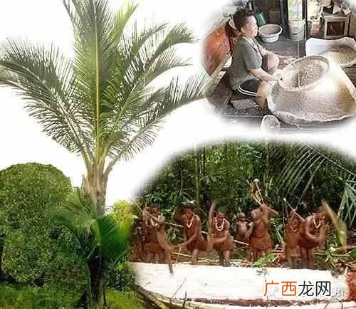 一点点中的仙草是什么(奶茶中常见的配料是什