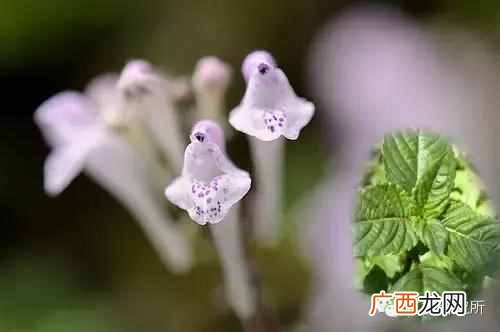 一点点中的仙草是什么(奶茶中常见的配料是什