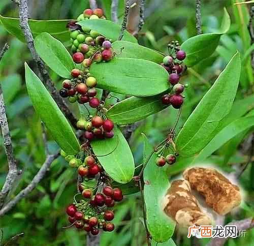 一点点中的仙草是什么(奶茶中常见的配料是什