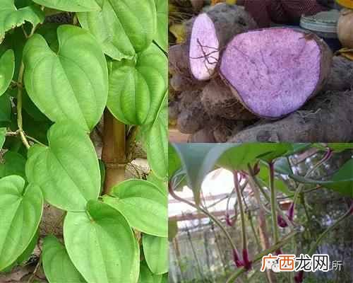 一点点中的仙草是什么(奶茶中常见的配料是什