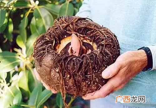 一点点中的仙草是什么(奶茶中常见的配料是什