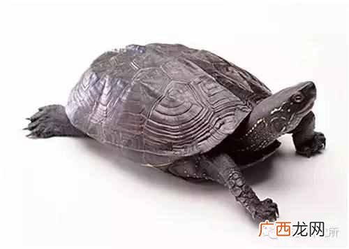 一点点中的仙草是什么(奶茶中常见的配料是什