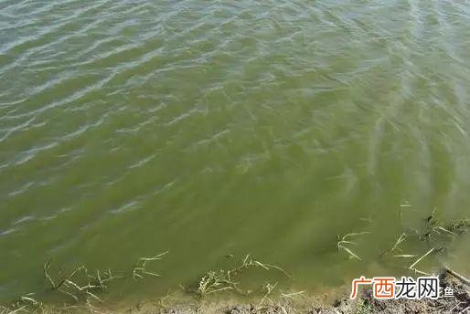 水产养殖净化水质 鱼塘养殖净水